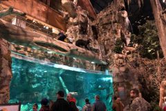 The aquarium with taxidermied and live onlookers