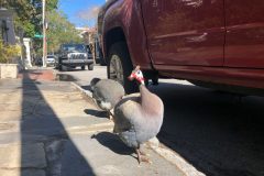 Helmeted guinea fowl walking around like they own the place