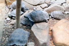 Baby Galapagos tortoises