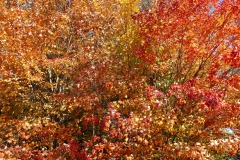 Fall foliage in Michigan