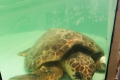 Sea turtle on the mend