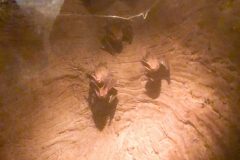 The bats hang upside down above plexiglass in an enclosure disguised as a tree