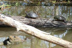 Our first nature sighting! Red-eared turtles.