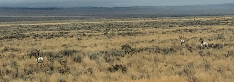 Pronghorn with zoom